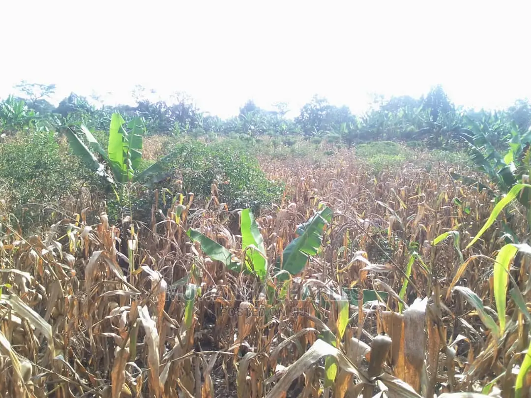 Land for Sale at Luwero