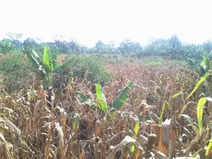 Land for Sale at Luwero