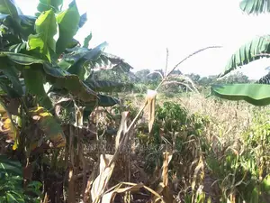 Land for Sale at Luwero