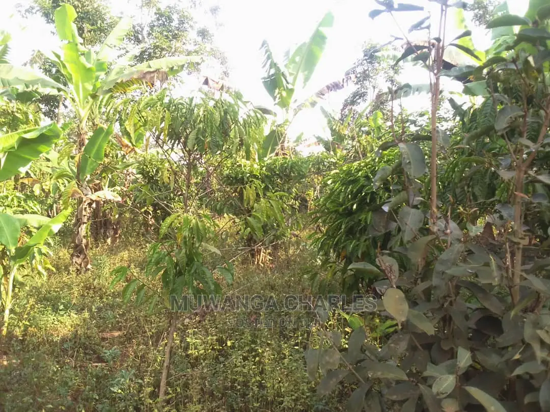 Land for Sale at Luwero