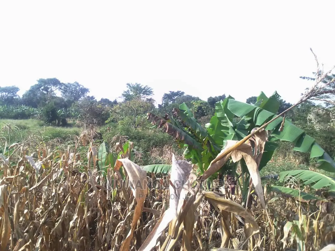 Land for Sale at Luwero