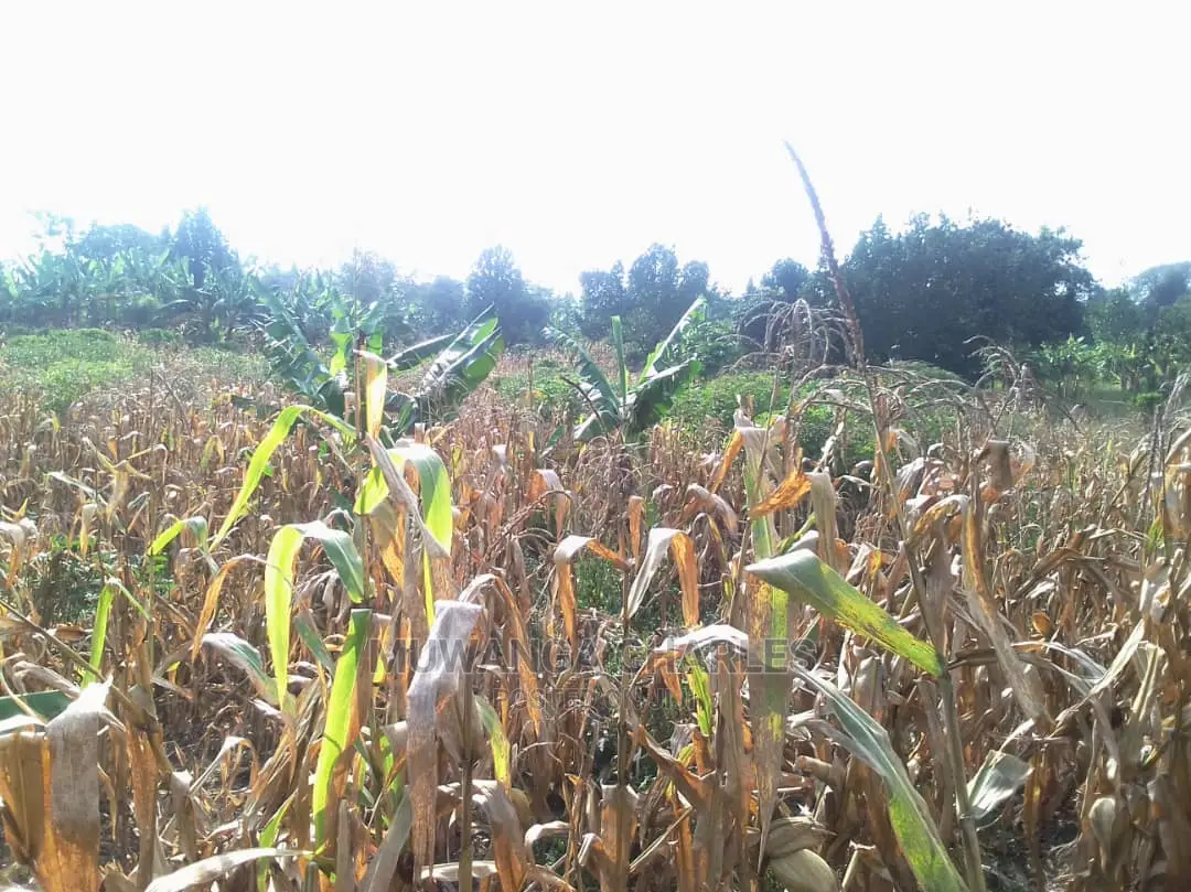 Land for Sale at Luwero
