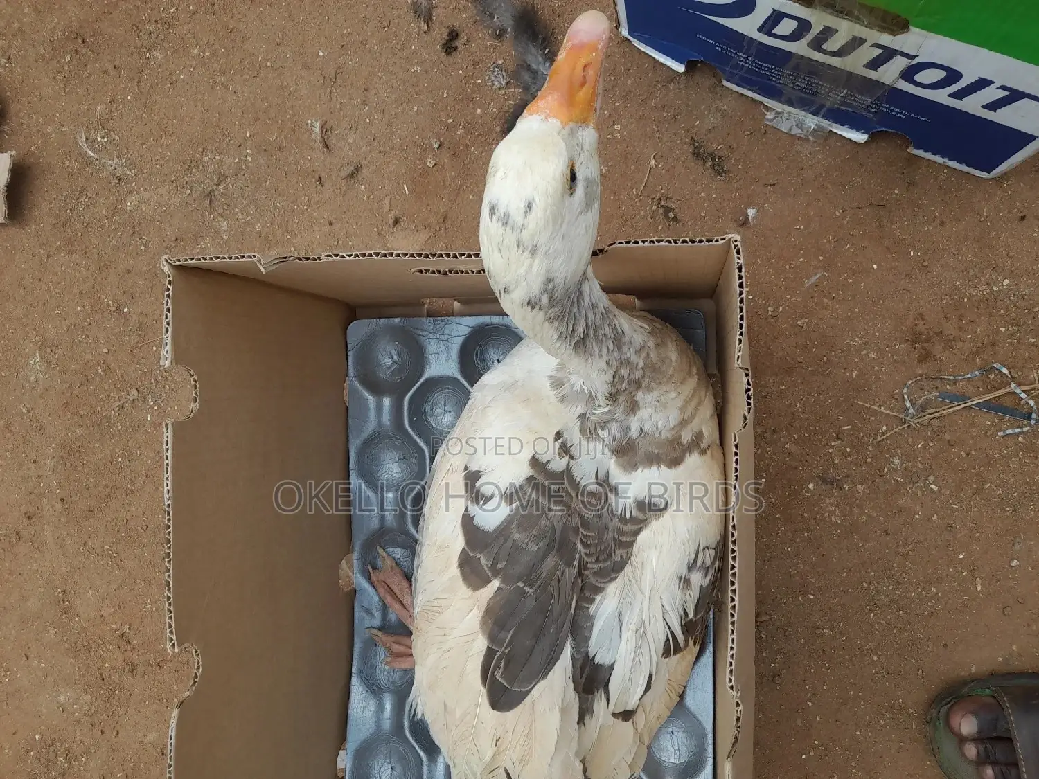 Female Goose Ready to Lay for Sell