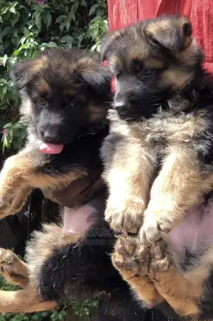 1-3 months Female Purebred German Shepherd