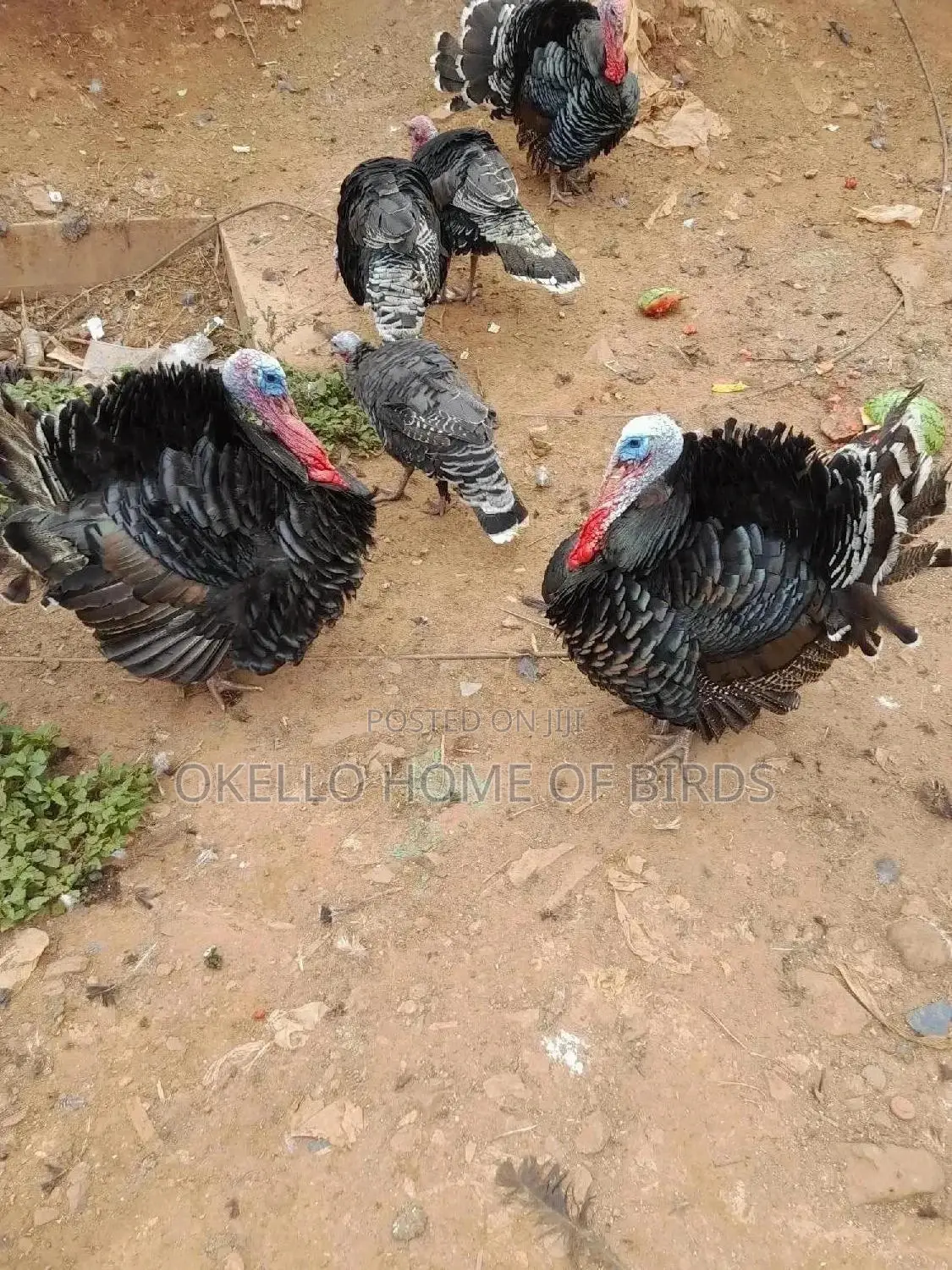 Mature Male Turkeys for Meat