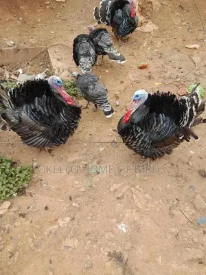 Mature Male Turkeys for Meat