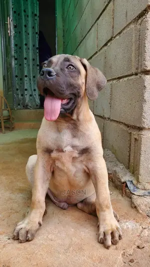 3-6 Months Male Purebred Boerboel