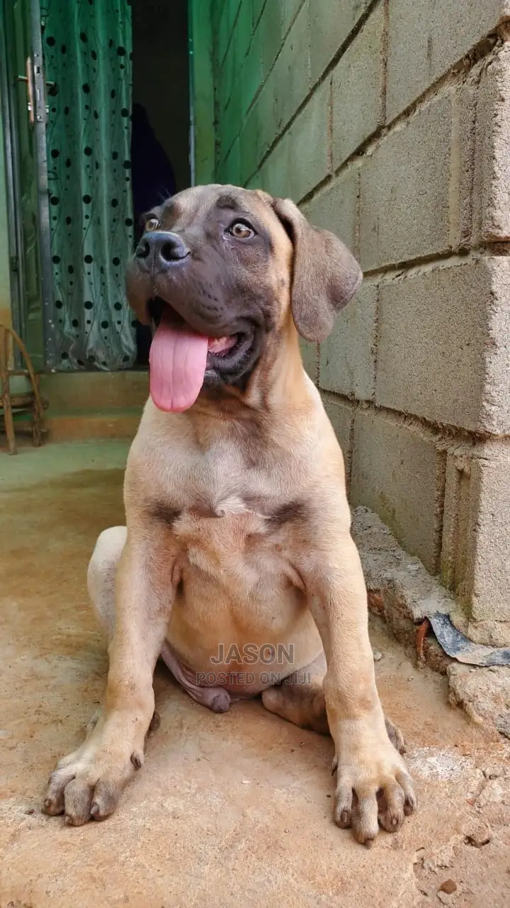 3-6 Months Male Purebred Boerboel
