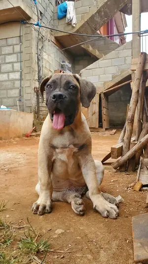 3-6 Months Male Purebred Boerboel