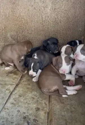 1-3 Months Male Purebred American Pit Bull Terrier