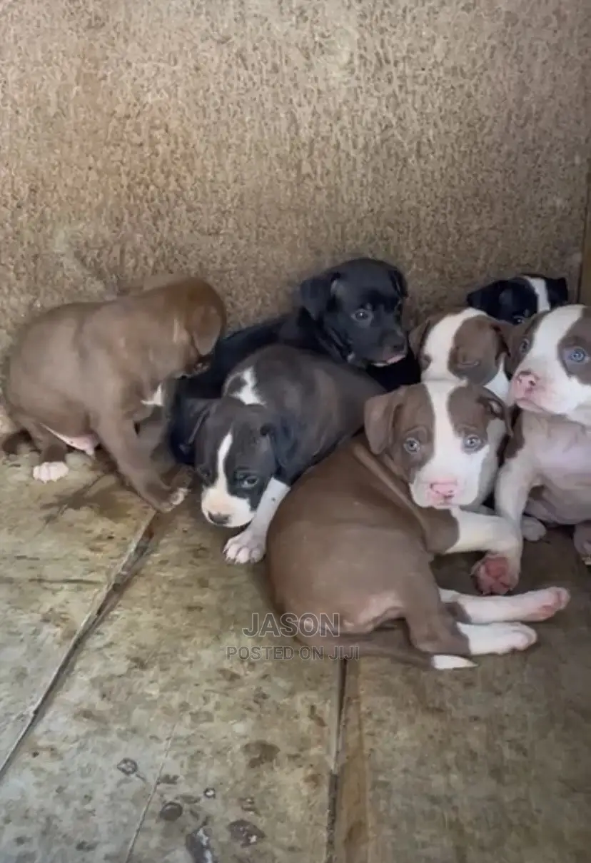 1-3 Months Male Purebred American Pit Bull Terrier
