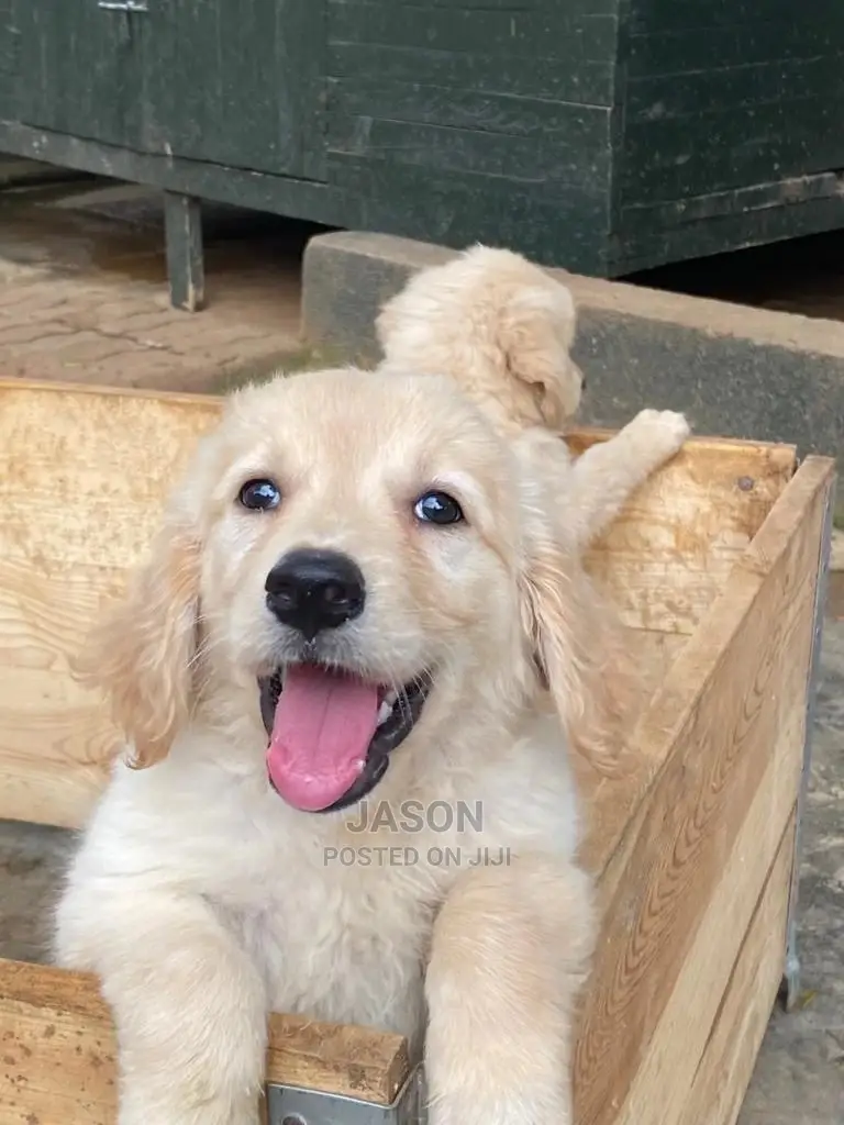 1-3 Months Male Purebred Golden Retriever