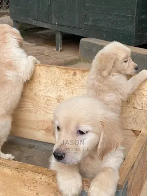 1-3 Months Male Purebred Golden Retriever