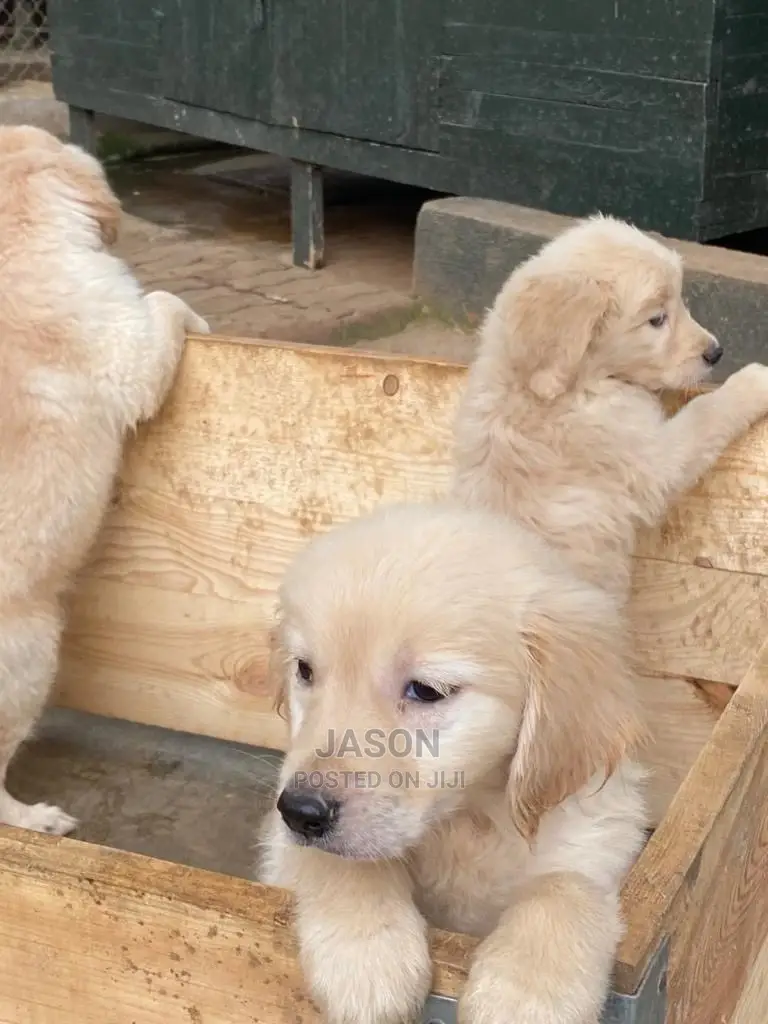 1-3 Months Male Purebred Golden Retriever