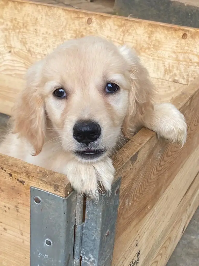 1-3 Months Male Purebred Golden Retriever