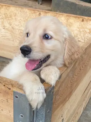 1-3 Months Male Purebred Golden Retriever
