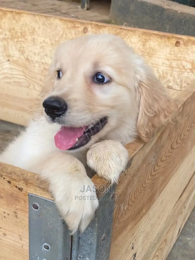 1-3 Months Male Purebred Golden Retriever