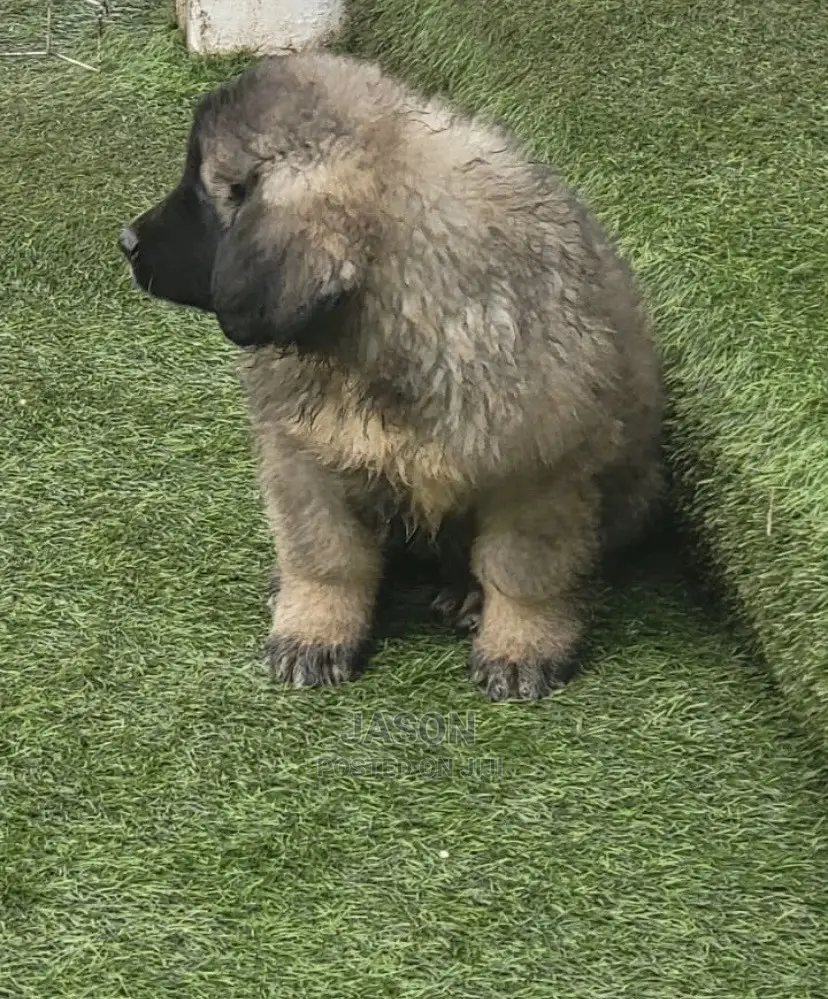 1-3 Months Male Purebred Caucasian Shepherd