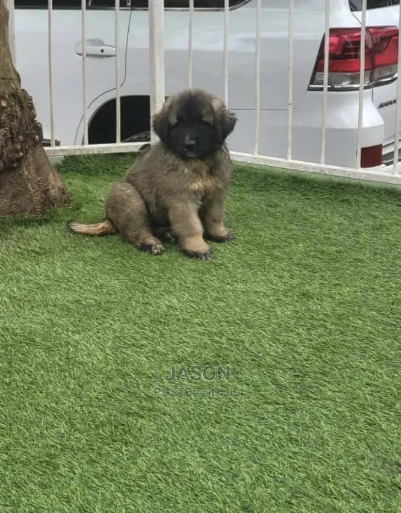 1-3 Months Male Purebred Caucasian Shepherd