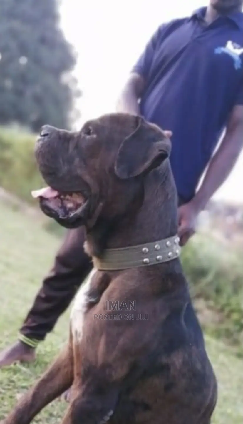 1+ year Male Purebred Boerboel