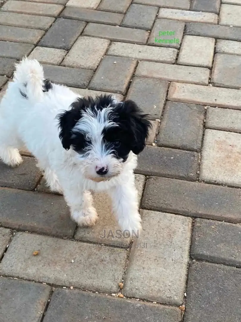 1-3 Months Male Purebred Maltese