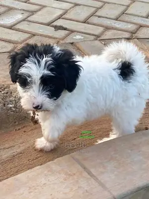 1-3 Months Male Purebred Maltese
