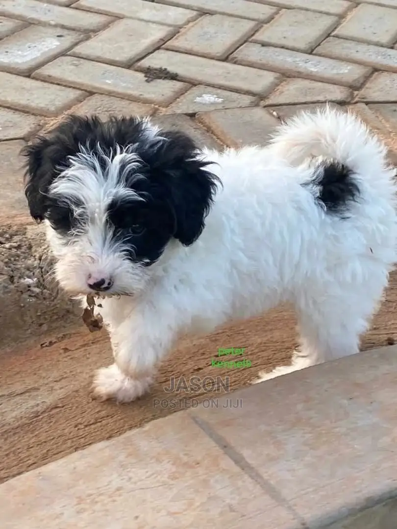 1-3 Months Male Purebred Maltese