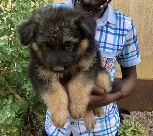 3-6 Months Male Purebred German Shepherd