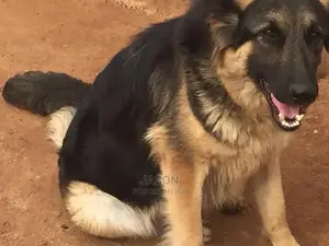 1+ Year Female Purebred German Shepherd