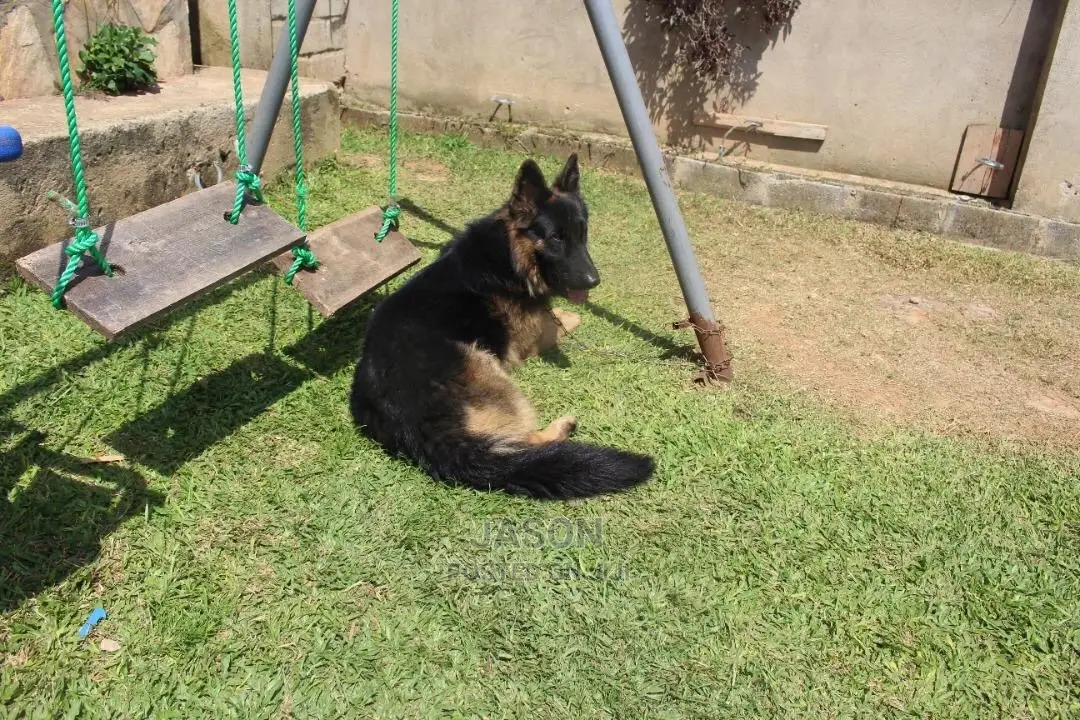 1+ Year Male Purebred German Shepherd