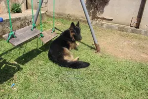 1+ Year Male Purebred German Shepherd