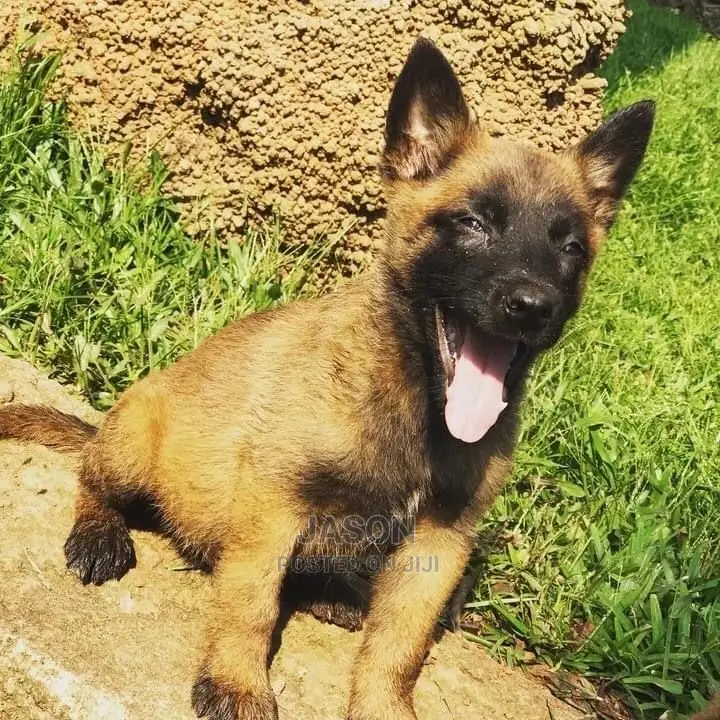 1-3 Months Female Purebred Belgian Malinois