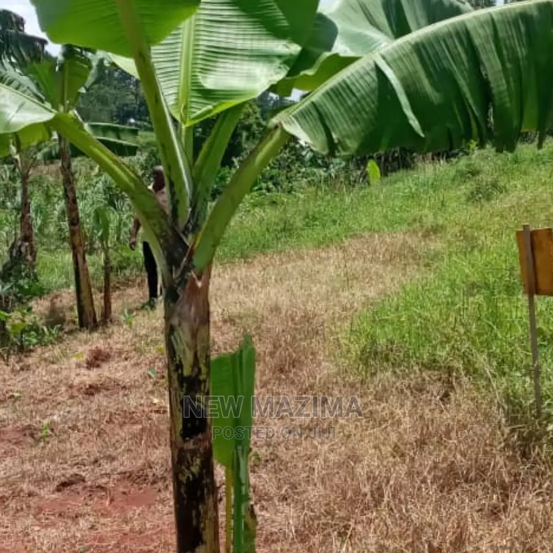 Very Prime Plot on Quicksale in Nabingo Namagoma Masaka Rd