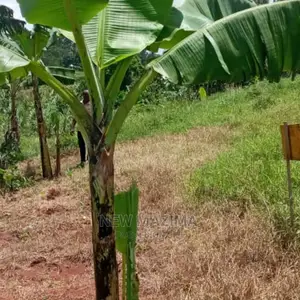 Very Prime Plot on Quicksale in Nabingo Namagoma Masaka Rd