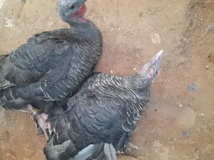 Two Mature Female Turkeys for Meat and Rearing