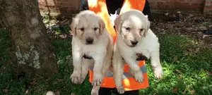 1-3 Months Male Purebred Golden Retriever
