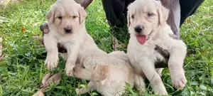 1-3 Months Male Purebred Golden Retriever