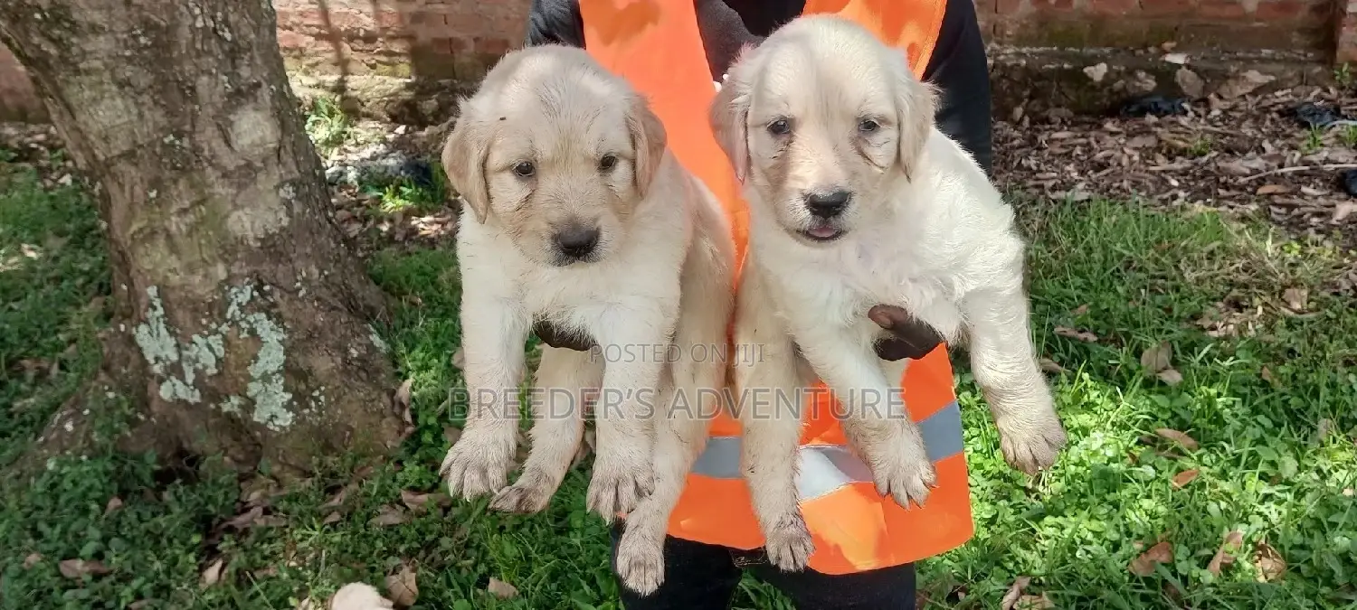 1-3 Months Male Purebred Golden Retriever