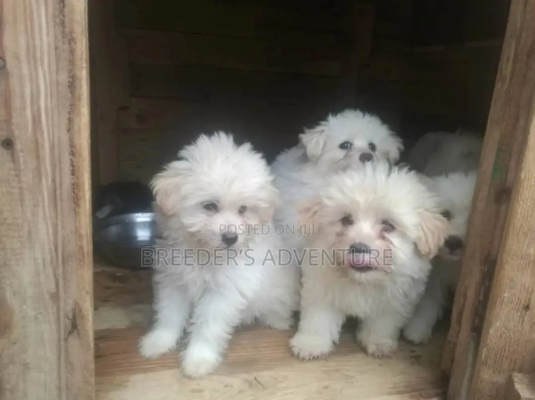 1-3 Months Male Purebred Maltese