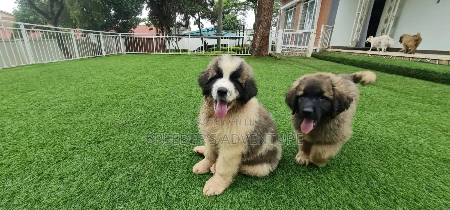 1-3 Months Male Purebred Caucasian Shepherd