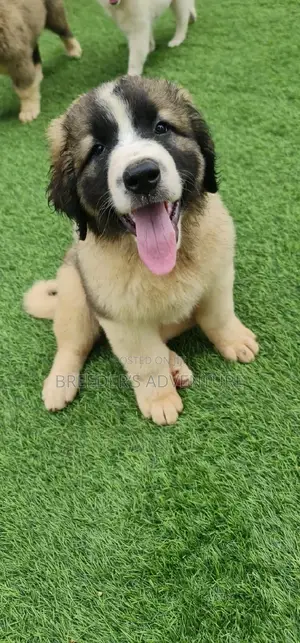 1-3 Months Male Purebred Caucasian Shepherd