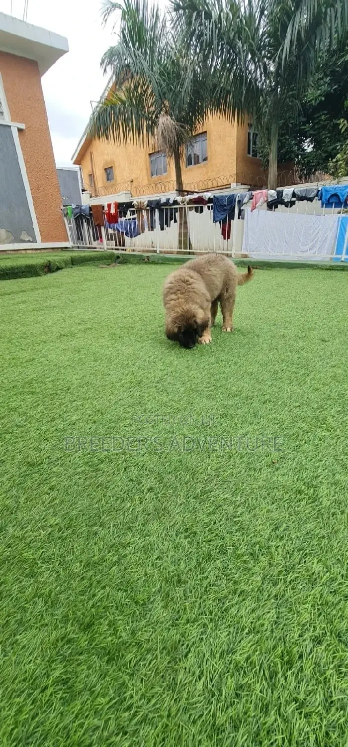1-3 Months Male Purebred Caucasian Shepherd