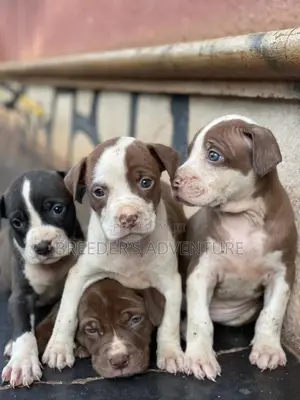 1-3 Months Female Purebred American Pit Bull Terrier