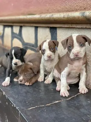 1-3 Months Female Purebred American Pit Bull Terrier