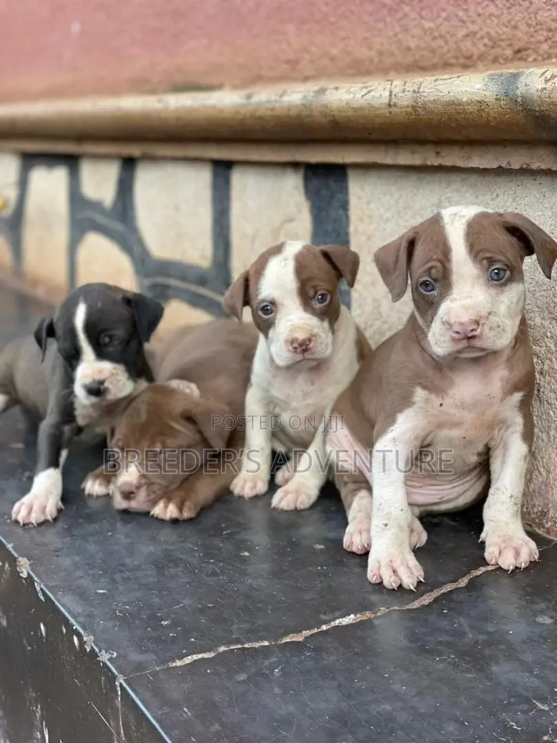 1-3 Months Female Purebred American Pit Bull Terrier