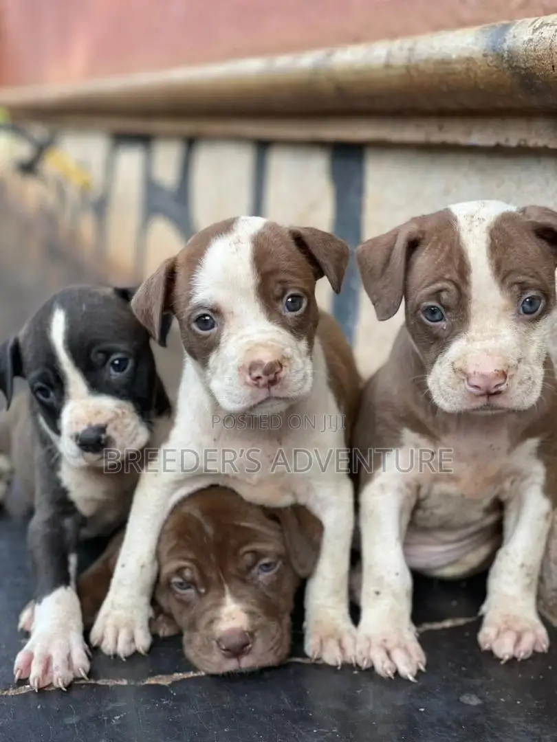 1-3 Months Female Purebred American Pit Bull Terrier