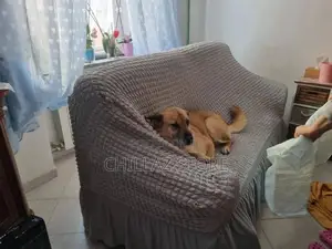 Elastic 5 Seater Sofa Covers
