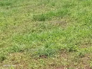 100by50ft Plot of Land for Sale at Gayaza Namaina