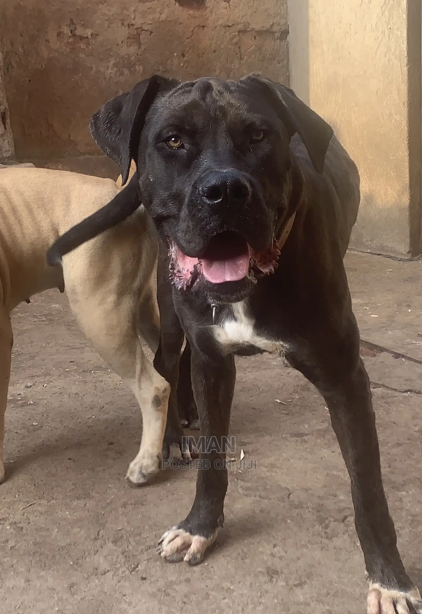1+ year Male Purebred Boerboel