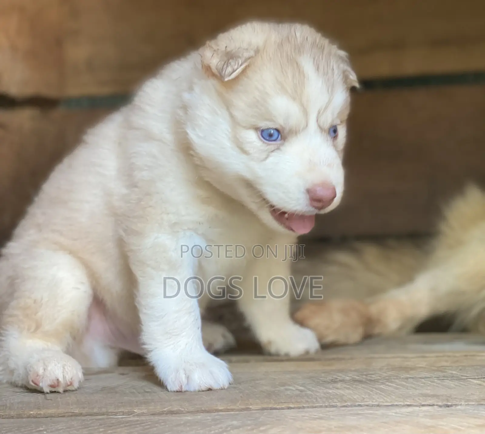 1-3 Months Male Purebred Siberian Husky